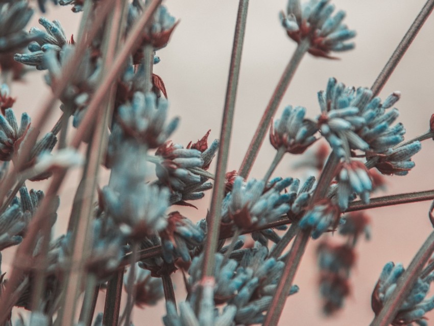lavender, flowers, branches, blur