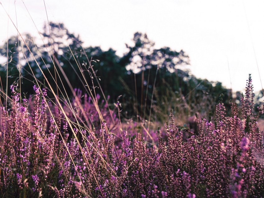 lavender, flowers, purple, field, bloom