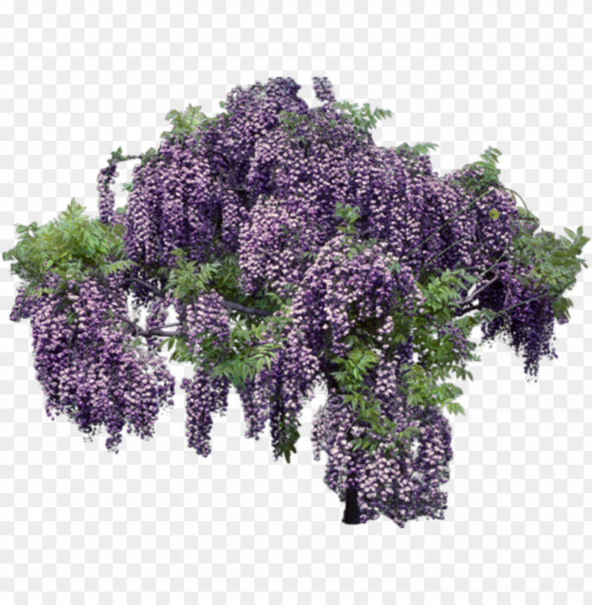 flower, garden, texture, tree, background, lavender, frame