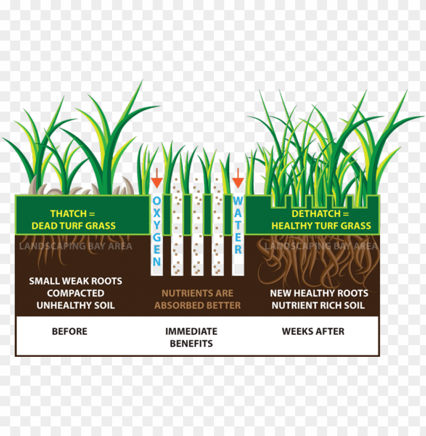 free PNG lawn aeration & sprinkler startup experts in aurora, - lawn aeration benefits PNG image with transparent background PNG images transparent