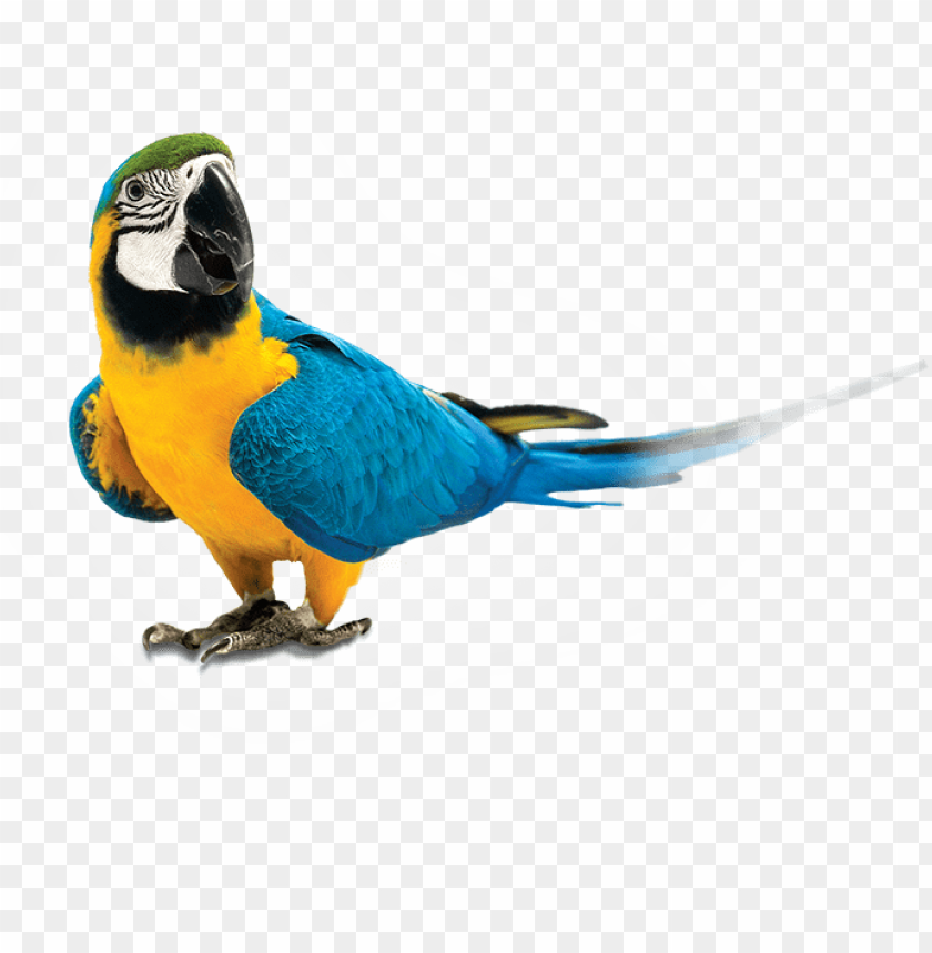parrot, pirate parrot, food network logo, phoenix bird, twitter bird logo, healthy food