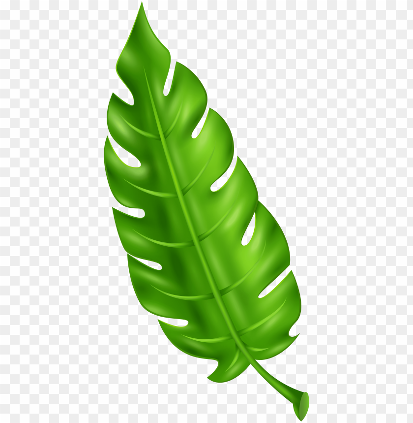 green leaf, leaf crown, leaf clipart, pot leaf, palm tree leaf, weed leaf