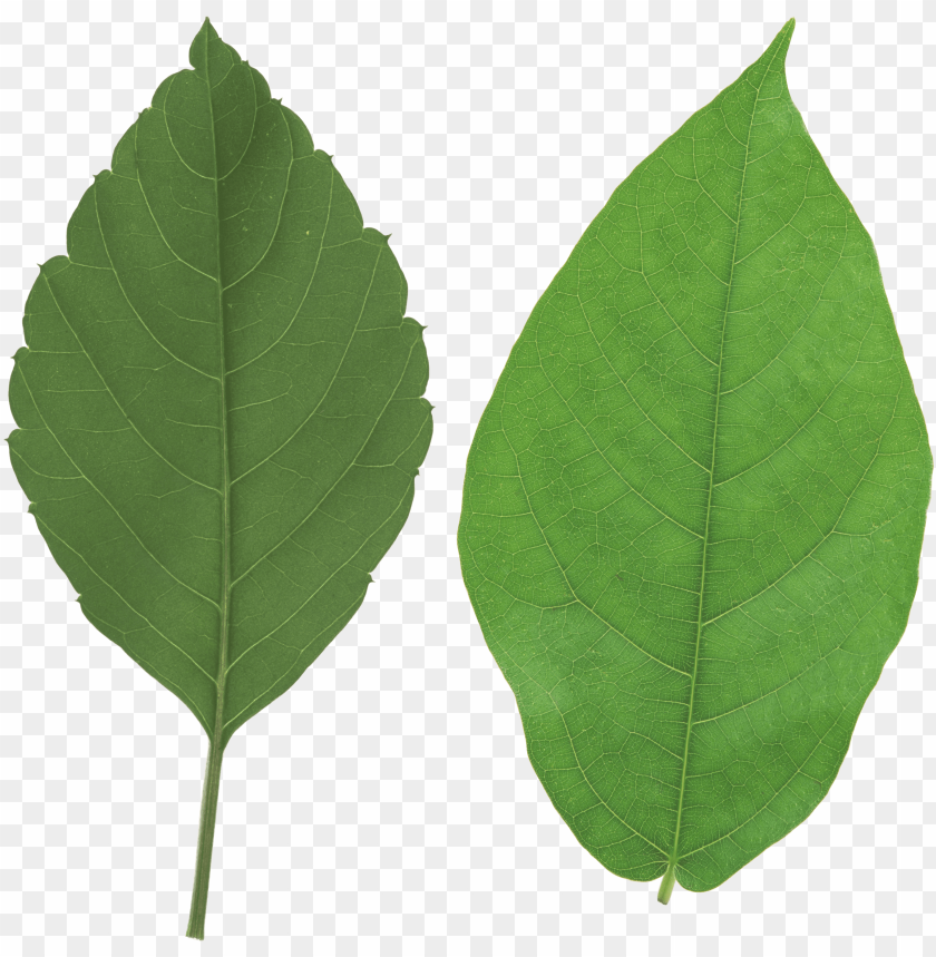 green leaf, leaf crown, leaf clipart, pot leaf, palm tree leaf, weed leaf