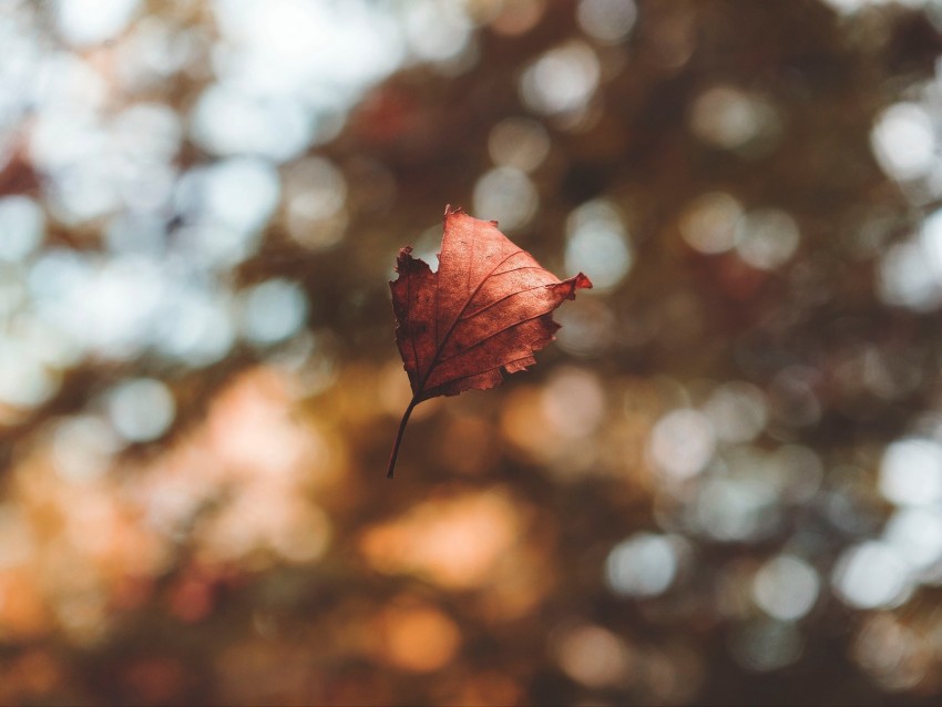 leaf, autumn, glare, bokeh, fallen, levitation, flight