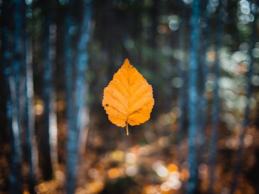 leaf, autumn, levitation, blur