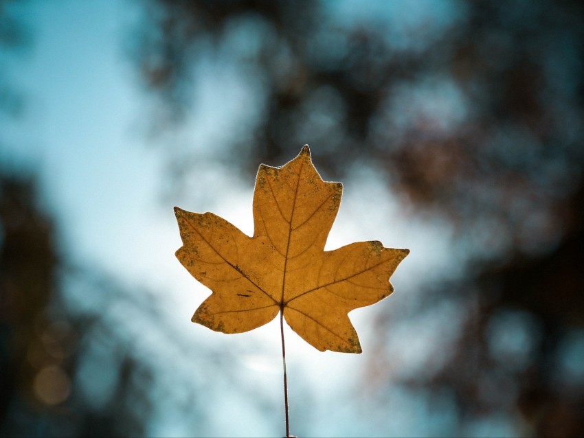 leaf, autumn, maple, closeup, blur