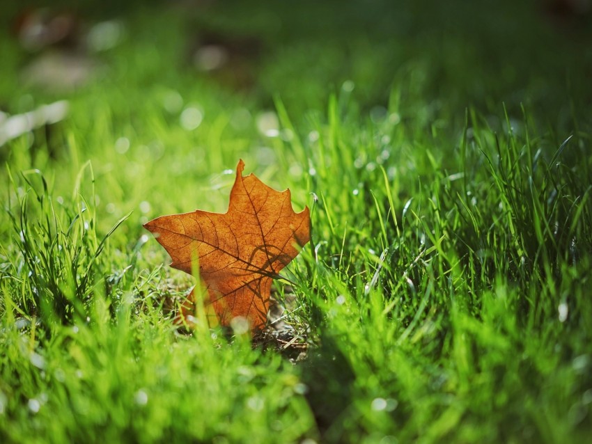 leaf, autumn, maple, grass, blur