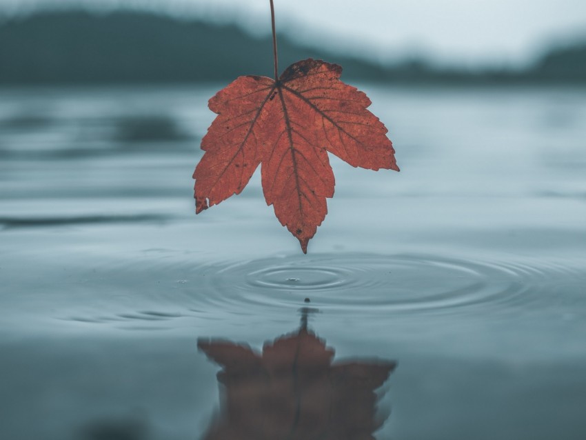 leaf, autumn, water, reflection, circles