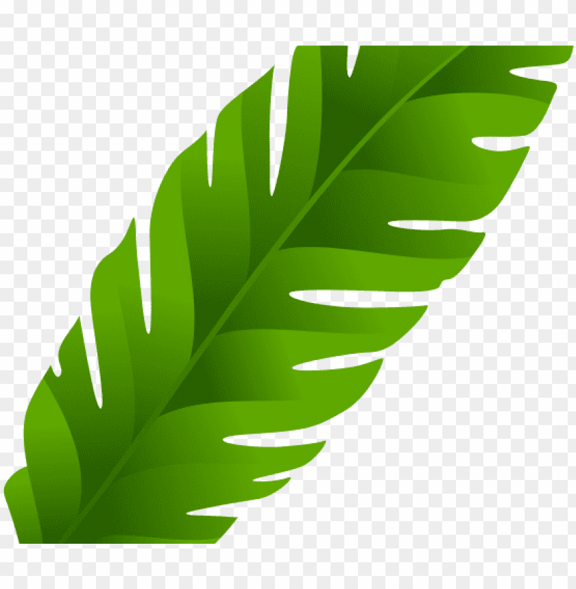 leaf clipart coconut tree banana leaves clip art PNG transparent with Clear Background ID 194924