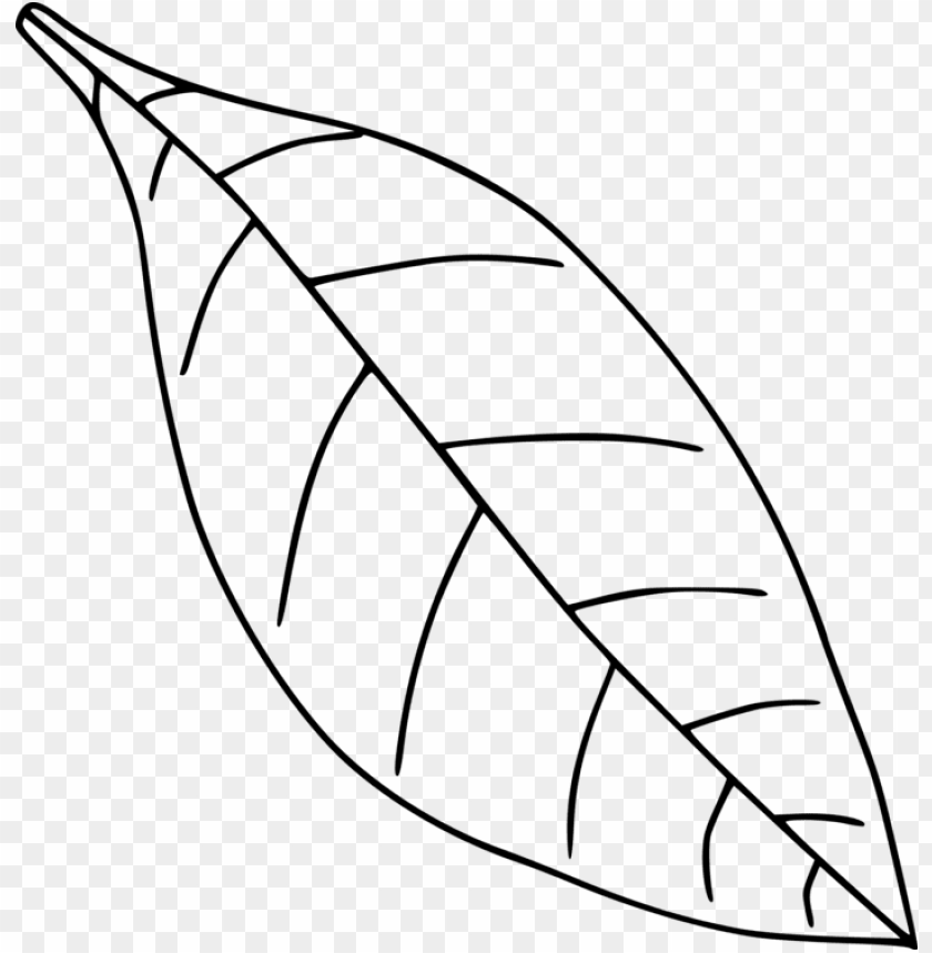 leaf drawing transparent 11549484055lk7ecy0zsl