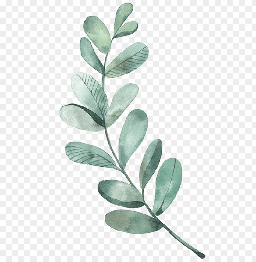 Leaf Drawing Watercolor Painting Ilration Eucalyptus Leaves Png Image With Transpa Background Toppng - How To Paint Eucalyptus Leaves