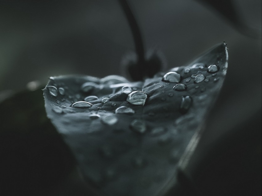 leaf, drops, macro, wet, dew, dark