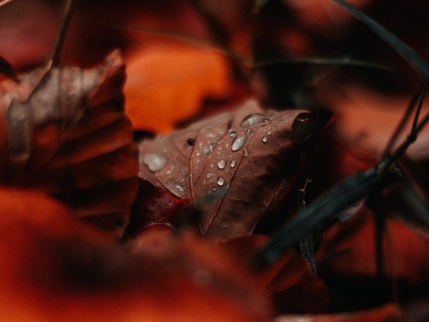 Leaf Drops Moisture Macro Autumn Png - Free PNG Images