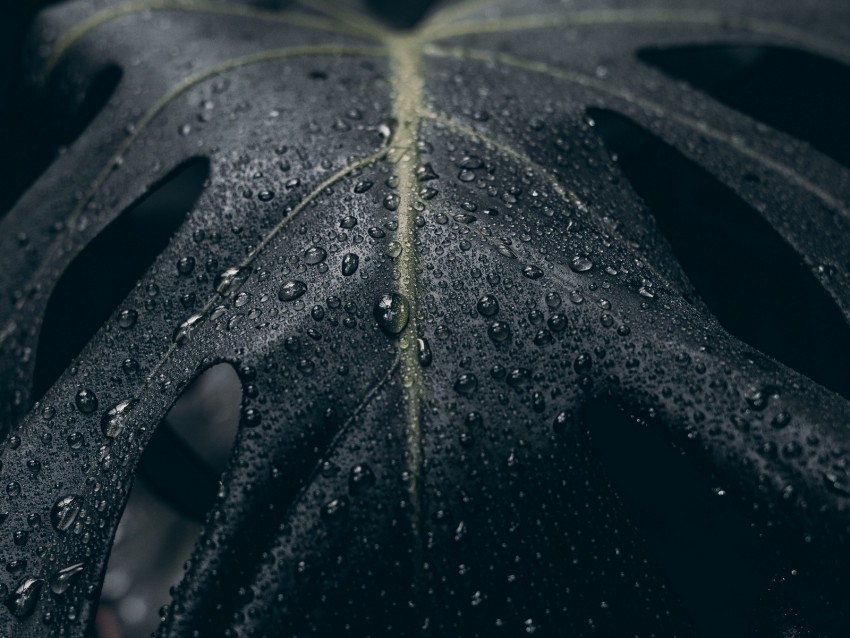 leaf, drops, surface, dark