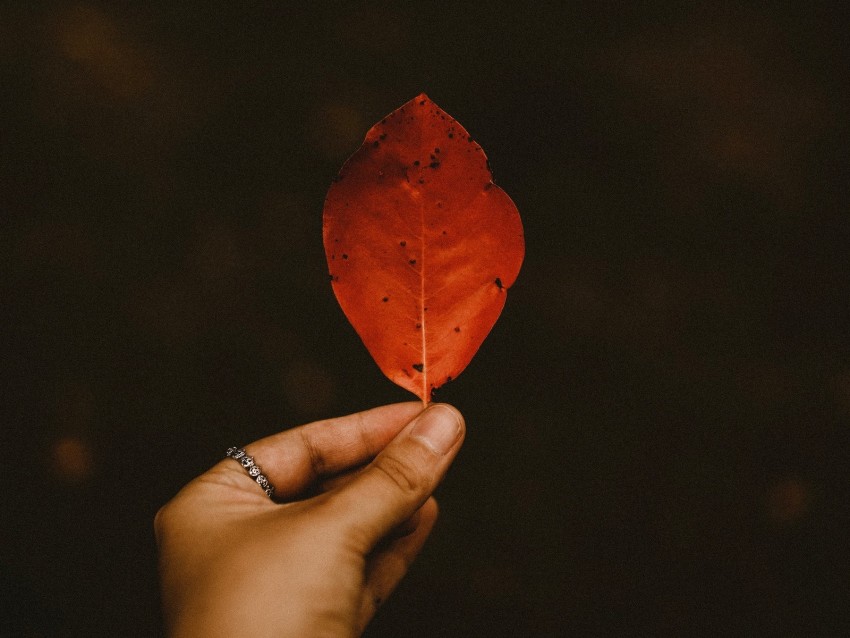 leaf, dry, hand, autumn