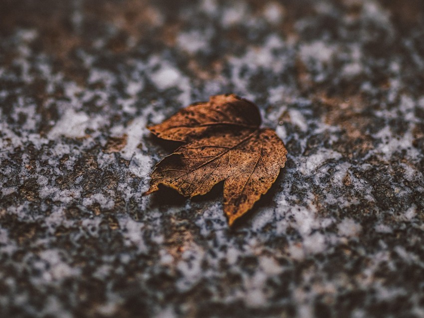 leaf, dry, stone, brown, autumn