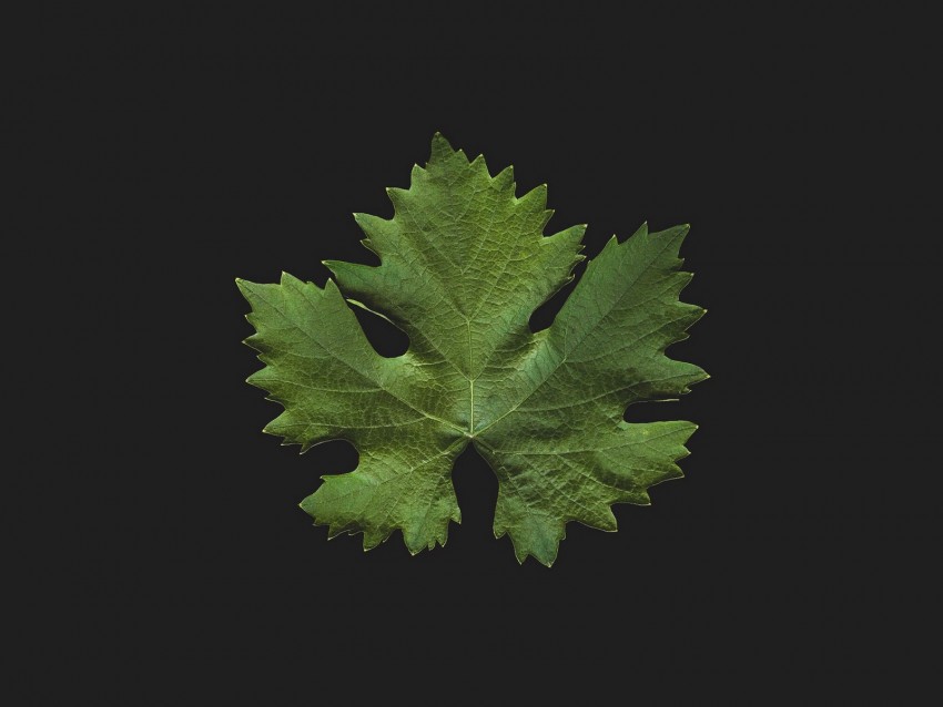 leaf, green, minimalism, closeup