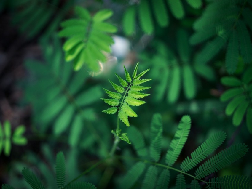 leaf, green, plant, branch, blur
