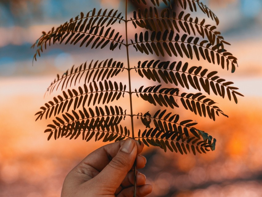 leaf, hand, branch, plant, blur