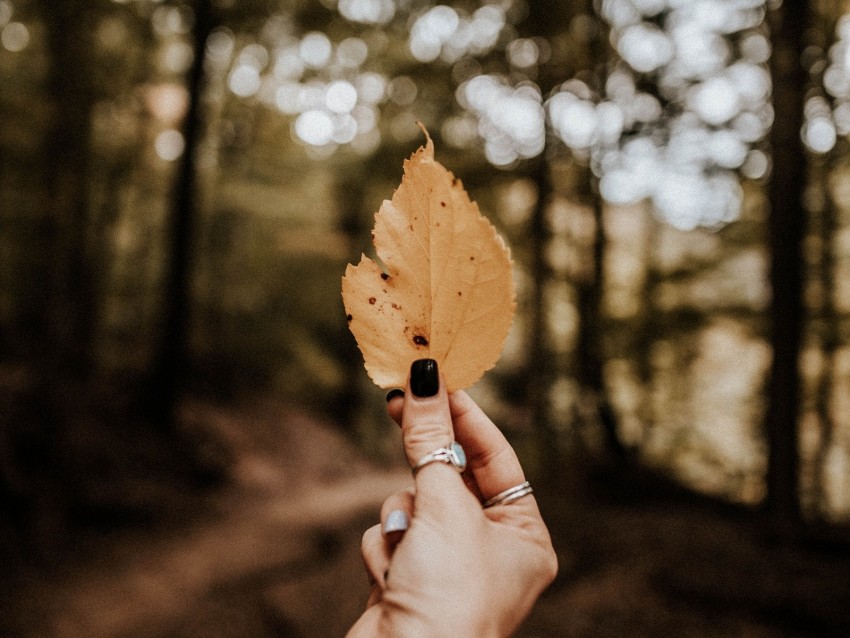 leaf, hand, dry, yellow, autumn