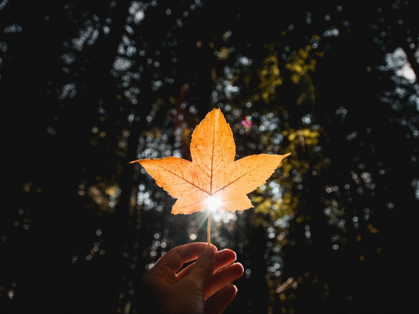 leaf, hand, sun, dry, yellow, autumn