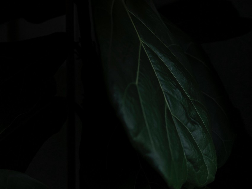 leaf, macro, dark, shadow, green