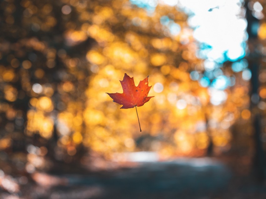 leaf, maple, autumn, levitation, blur