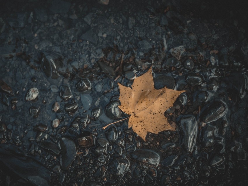 leaf, maple, stones, autumn, water, fallen