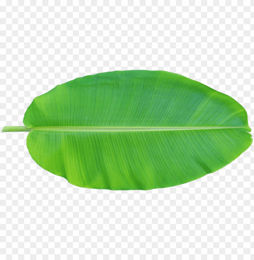 tree, illustration, leaf, graphic, leaves, retro clipart, banana leaf