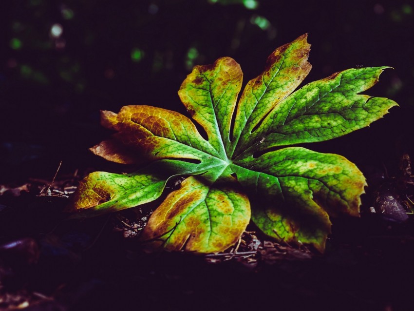 leaf, plant, carved, autumn, shadows, closeup
