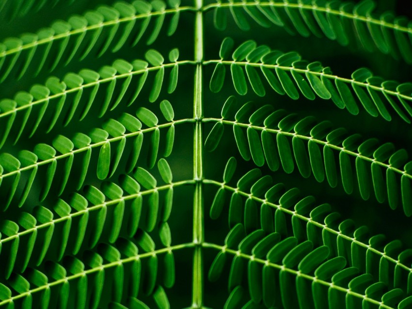 leaf, plant, green, branch, blur, symmetry