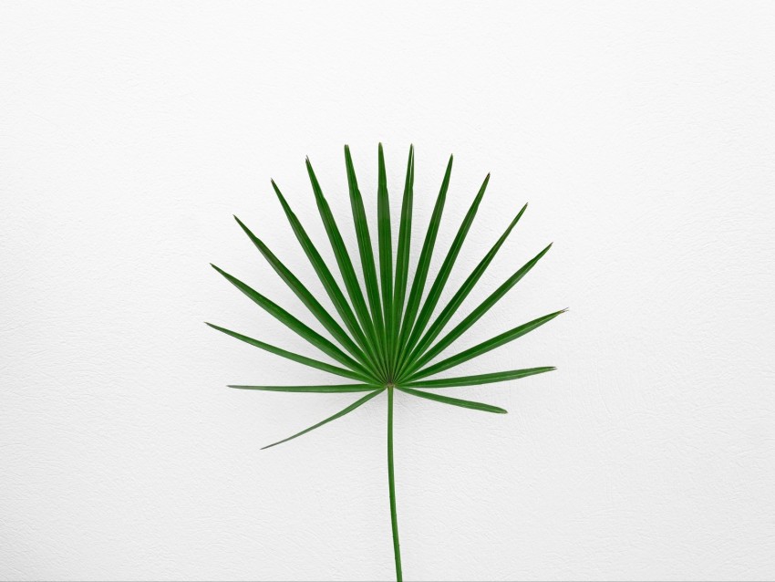 leaf, plant, minimalism, green, white