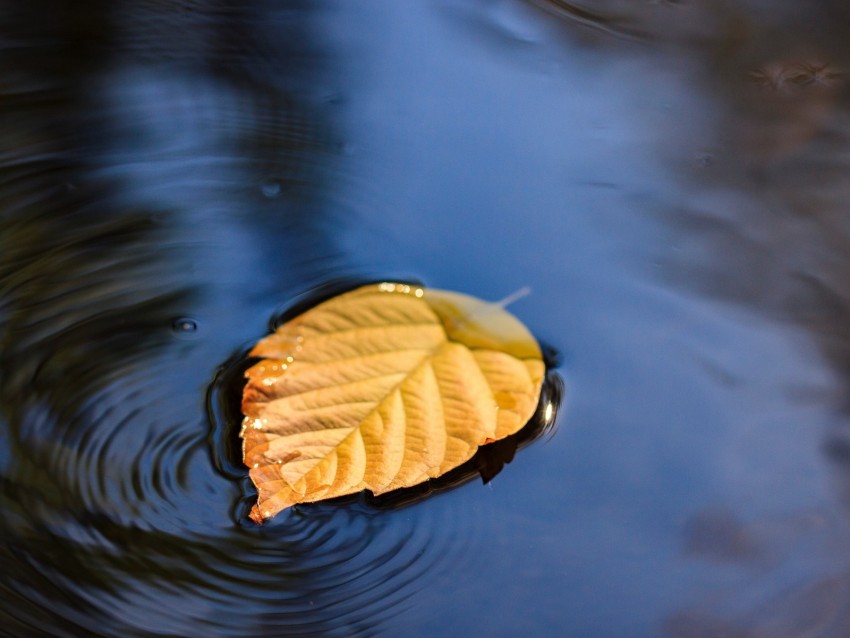 leaf, puddle, water, yellow, closeup