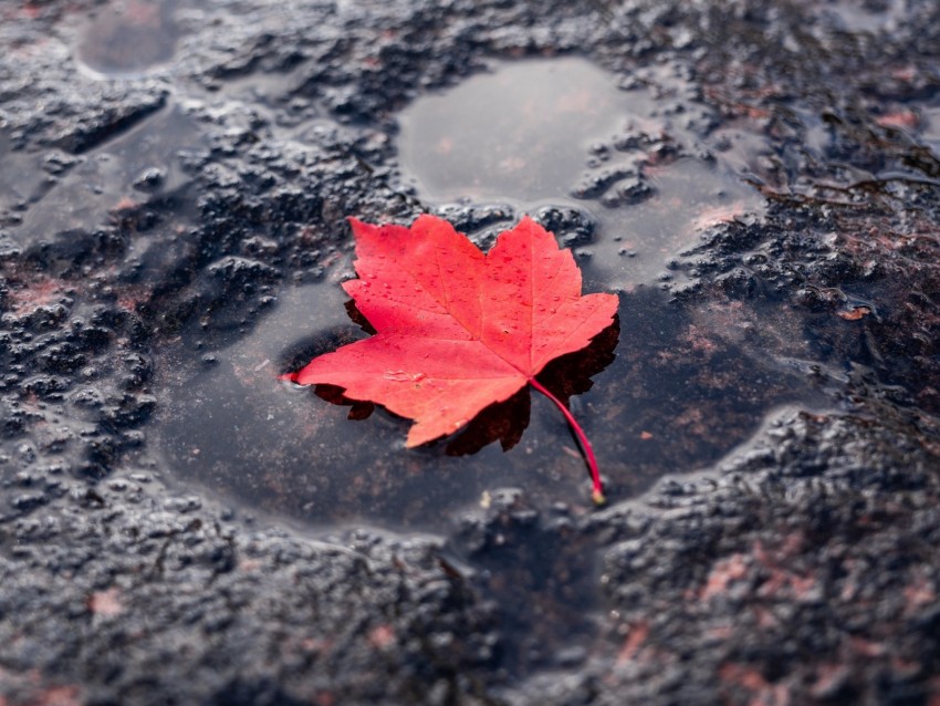 leaf, red, puddle, maple, wet, after rain