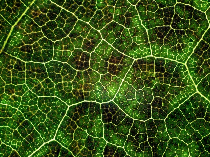 Leaf Texture Macro Surface Plant Veins Lines Green Photosynthesis Png - Free PNG Images