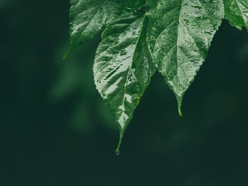 leaf, wet, green, macro, drop