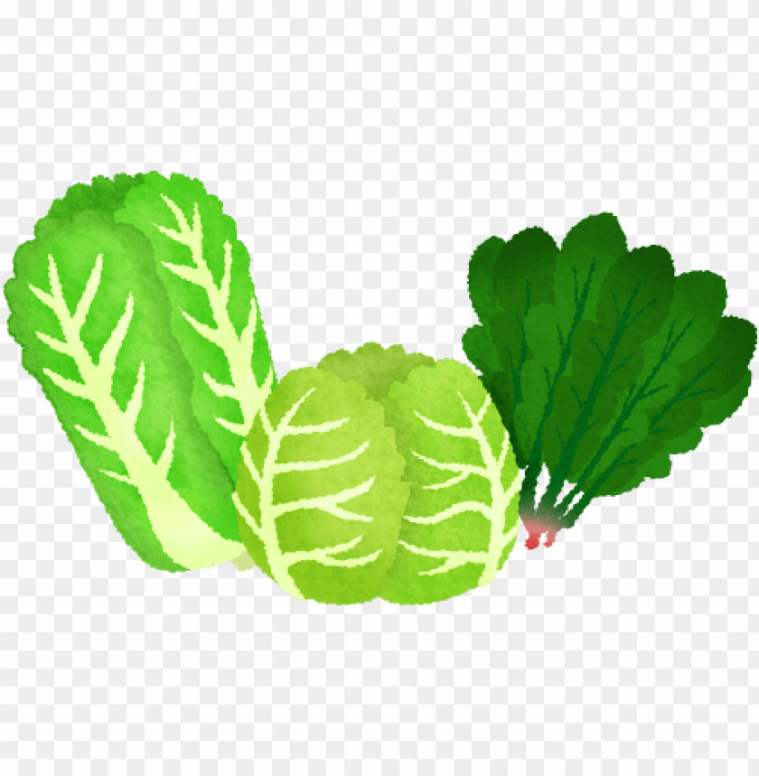 free PNG leafy vegetables - green leafy vegetables clipart PNG image with transparent background PNG images transparent