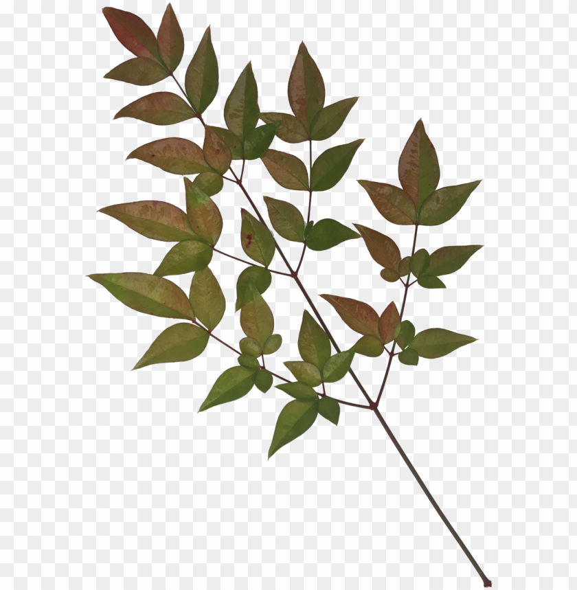 leaves 1 portable network graphics PNG transparent with Clear Background ID 444100