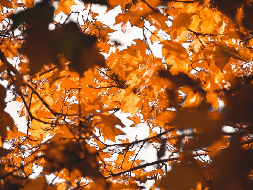 leaves, autumn, branches, blur