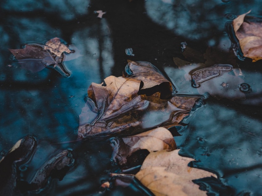 leaves, autumn, fallen, water, macro