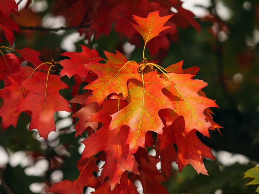 leaves, autumn, red, october