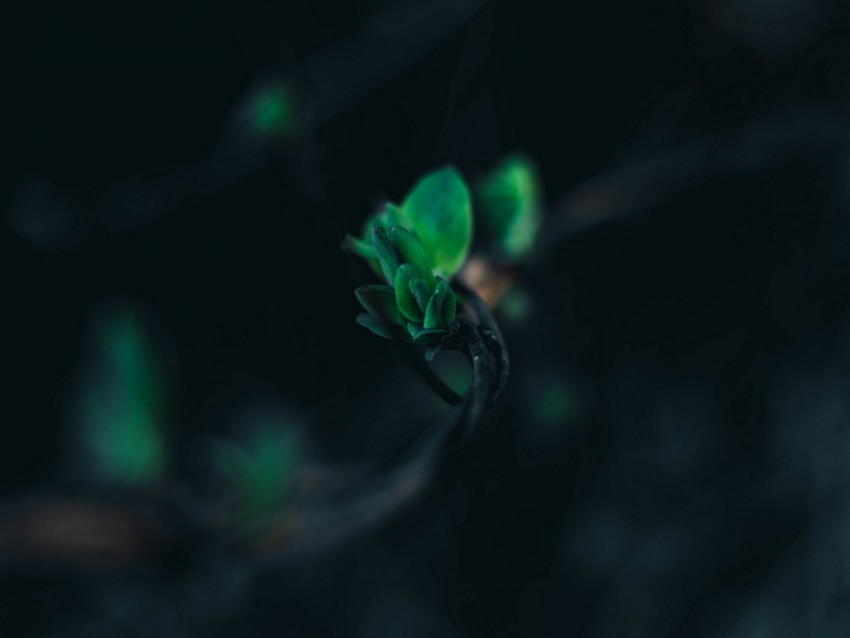 leaves, branch, blur, green, macro, closeup
