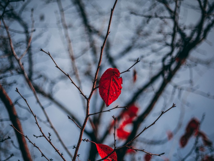 leaves, branch, blur, red