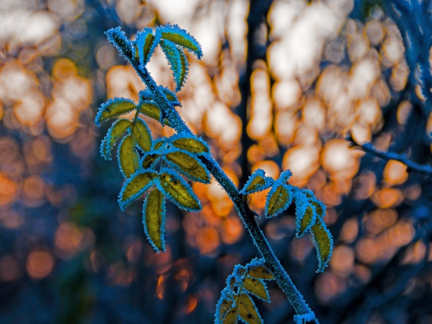 leaves, branch, frost, blur