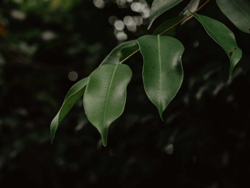leaves, branch, green, blur, glare, bokeh