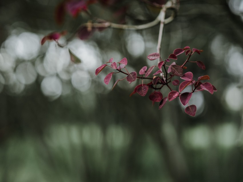 leaves, branch, macro, blur
