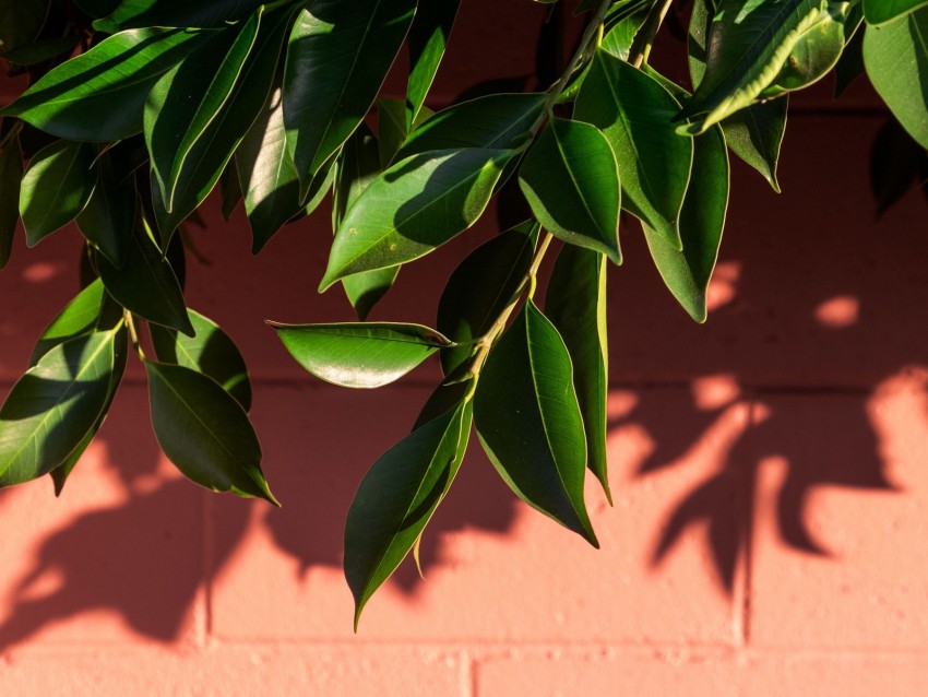 leaves, branch, wall, shadow, plant