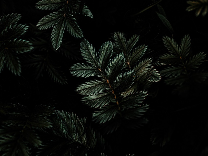 leaves, branches, dark, green, plant