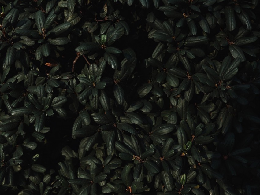 leaves, branches, dark, plant, green