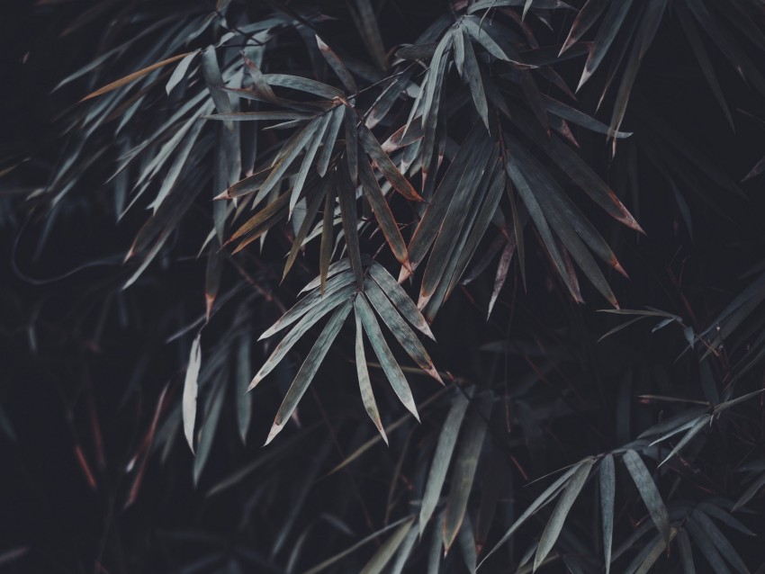 leaves, branches, plant, vegetation, blur